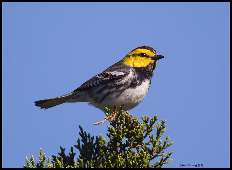 _6SB9784 golden-cheeked warbler.jpg